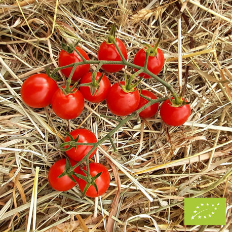 Tomate Apero F1 Bio