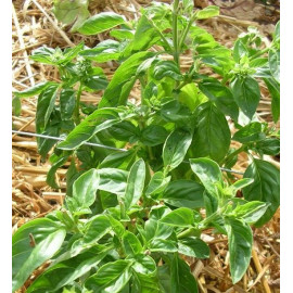Basilic Grand vert