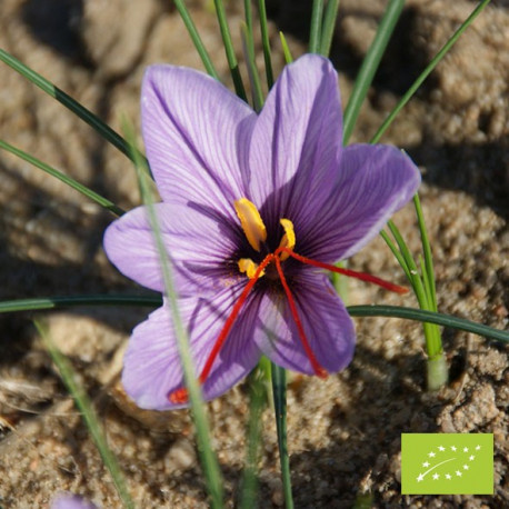 Crocus à safran BIO