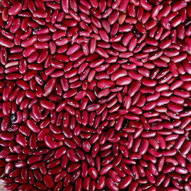 Haricot rouge à écosser Augusta - nain