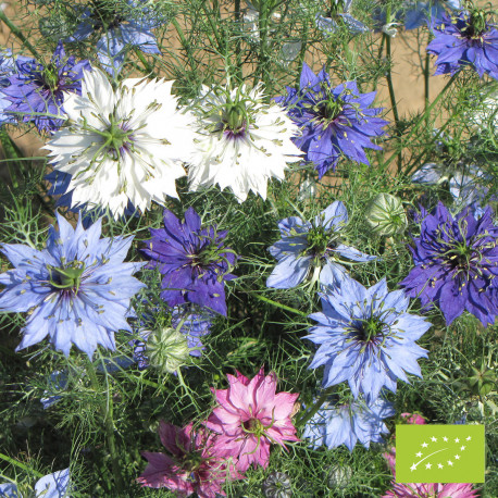 Nigelle de Damas 'Miss Jekyll', mélange varié Bio