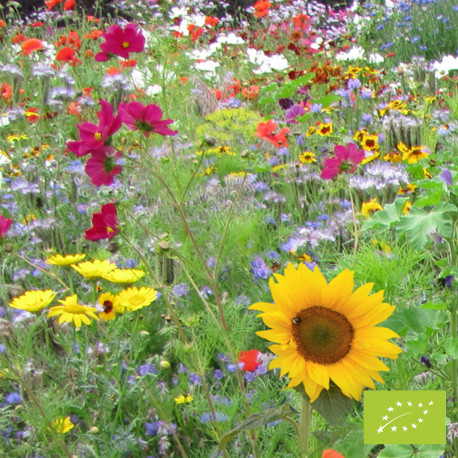 Mélange de fleurs pour abeilles – Graines biologiques