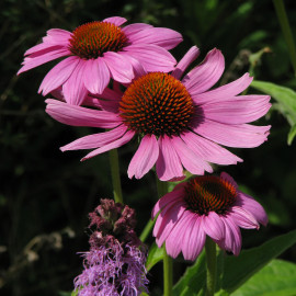 Rubeckia pourpre 