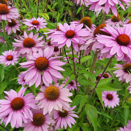 Rubeckia pourpre 