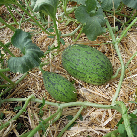 20 graines - MELON VERT D'ESPAGNE - Piel de Sapo : : Jardin