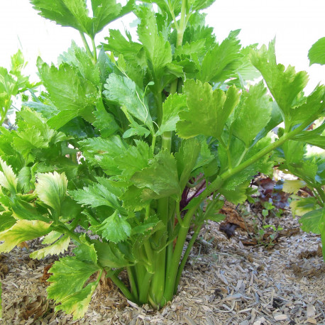 Céleri branche Vert d'Elne