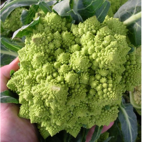 Chou romanesco Natalino