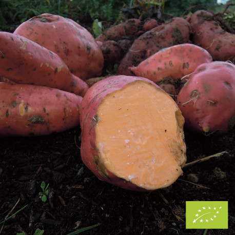 Patate douce : plantation et entretien au jardin ou au potager