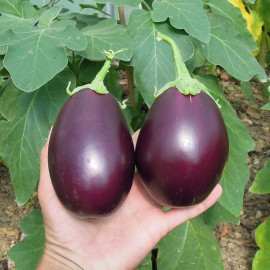 Aubergine Genie F1