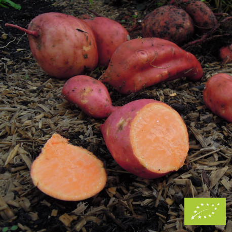 ORANGE BIO - Patate Douce en godet pré-poussé