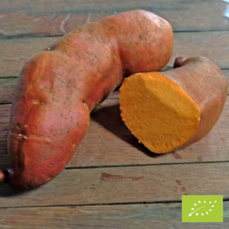 ORANGE ALLONGEE BIO - Patate Douce en godet pré-poussé