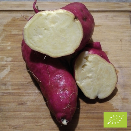 BLANCHE BIO - Patate Douce en godet pré-poussé