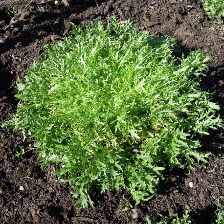 Chicorée frisée Fine de Louviers