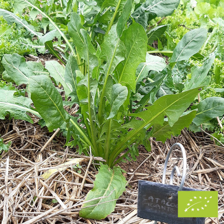 Chicorée Catalogna Gigante de Chioggia Bio