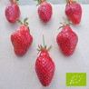 Plant de fraisier Bio Belrubi (racines nues)