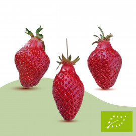 Plant de fraisier Bio Belrubi (godet)