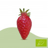 Plant de fraisier Bio Ciflorette (godet)