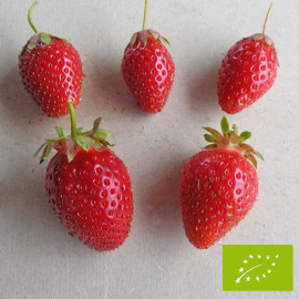 Plant de fraisier Bio Ciflorette (godet)