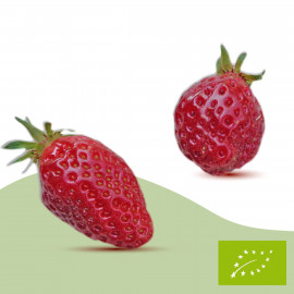 Plant de fraisier Bio Cirafine (racines nues)