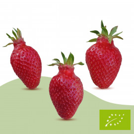Plant de fraisier Bio Gariguette (godet)