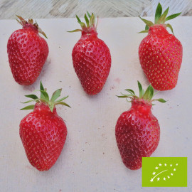 Plant de fraisier Bio Gariguette (godet)