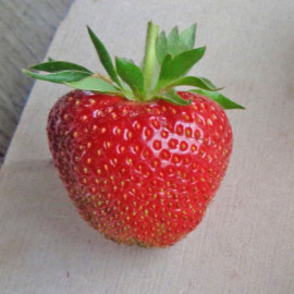 Plant de fraisier Faith (godet)