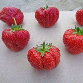 Plant de fraisier Sonata (godet)