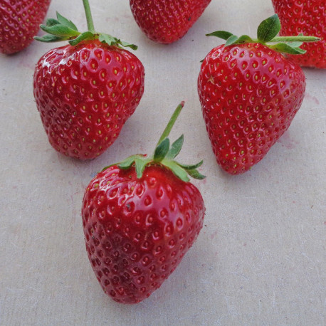Plant de fraisier Flair (godet)