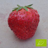 Plant de fraisier Bio Nova Gento (godet)