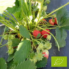 Plant de fraisier Bio Favette  (godet)