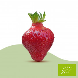 Plant de fraisier Bio Rubis des Jardins (racines nues)