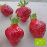 Plant de fraisier Bio Rubis des jardins (godet)