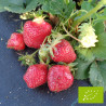 Plant de fraisier Bio Rubis des jardins (godet)