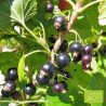 Plant de cassis Noir de Bourgogne Bio