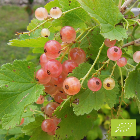 Plant de groseillier Rose de Champagne Bio