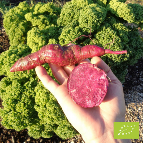 VIOLET BIO - Patate Douce en godet pré-poussé