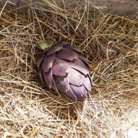 Artichaut Violet de Provence