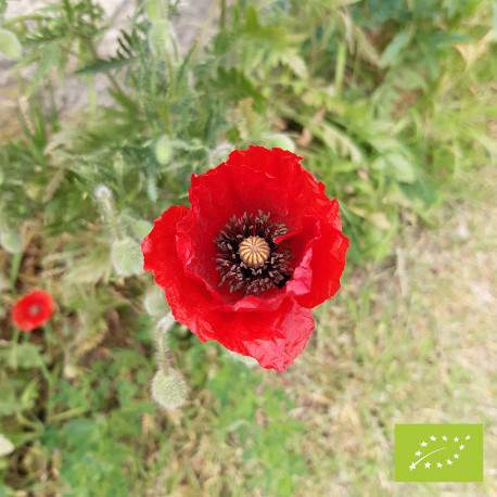 Coquelicot des Moissons Bio