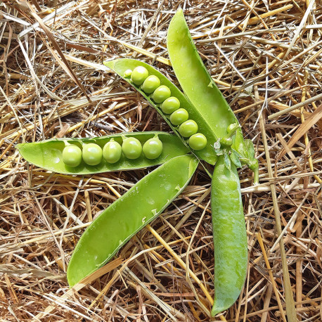 Lot de 50 Graines de Pois Potager Petit Provençal - Variété à Saveur  Sucrée, Tendre et Juteuse - Facile à Cultiver pour Débutant - 100%  Naturelle