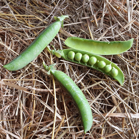 Pois nain Petit Provençal