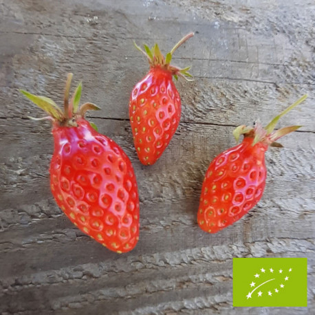 Plant de fraisier Bio Gariguette (godet)