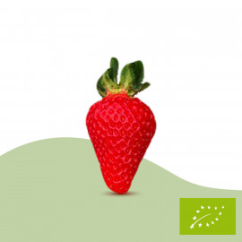 Plant de fraisier Mariguette (godet)