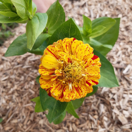 Zinnia 'Pop Art Rouge et Or'