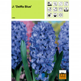 Jacinthe Delft Blue