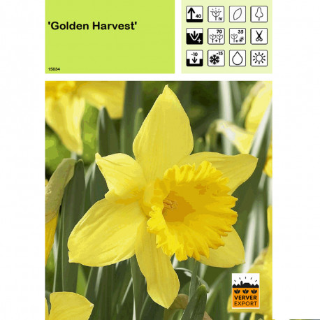 Narcisse Golden Harvest