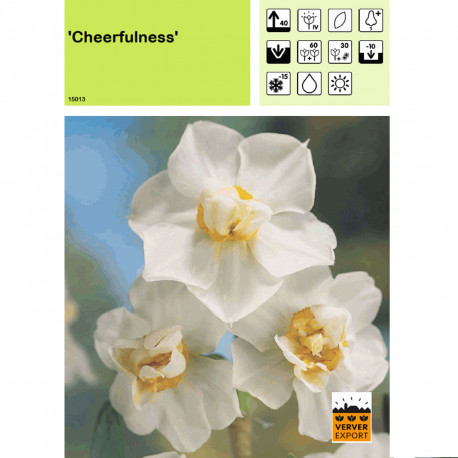 Narcisse Cheerfulness