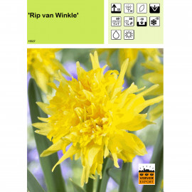 Narcisse Rip van Winkle