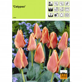 Tulipe Calypso