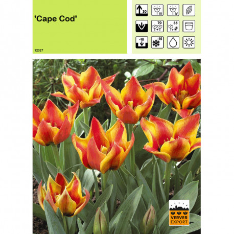 Tulipe Cape Cod