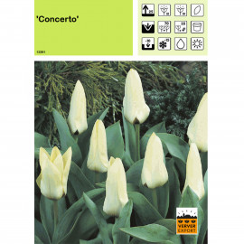 Tulipe Concerto